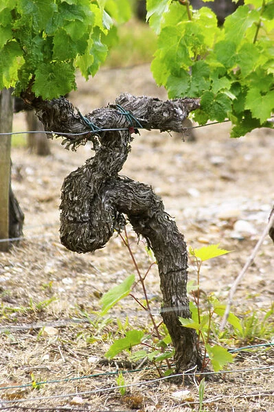 A merlot vine in a funny shape with some shoots from the root stock Chateau Bouscaut