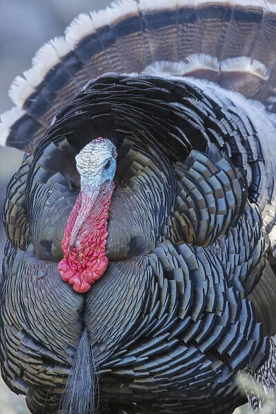Merriams turkey close-up