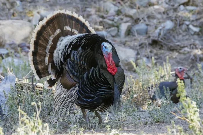 Framed Print : Merriams turkey courtship display Framed Print : Merriams turkey courtship display