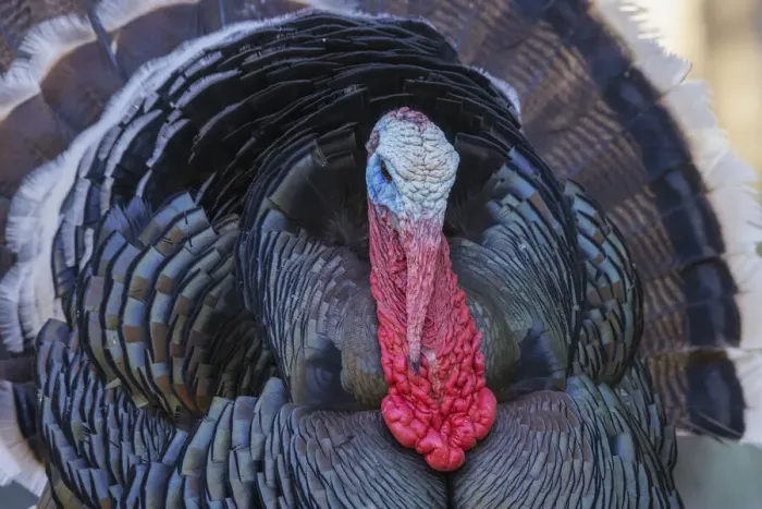 Framed Print : Merriams turkey courtship display Framed Print : Merriams turkey courtship display