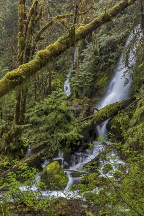 Framed Print : Merriman Falls in the Olympic National Forest, Washington State, USA Framed Print : Merriman Falls in the Olympic National Forest, Washington State, USA