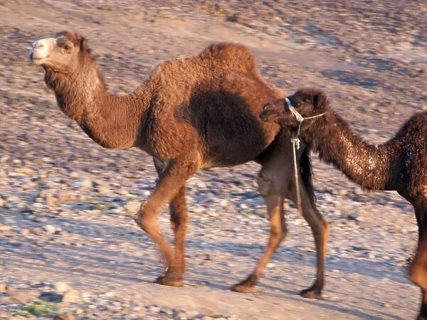 Merzouga: camel, dromeday