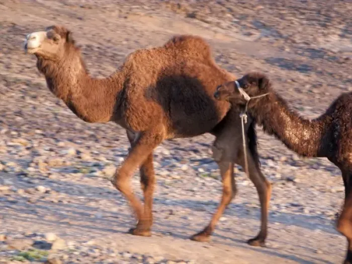 Framed Print : Merzouga: camel, dromeday