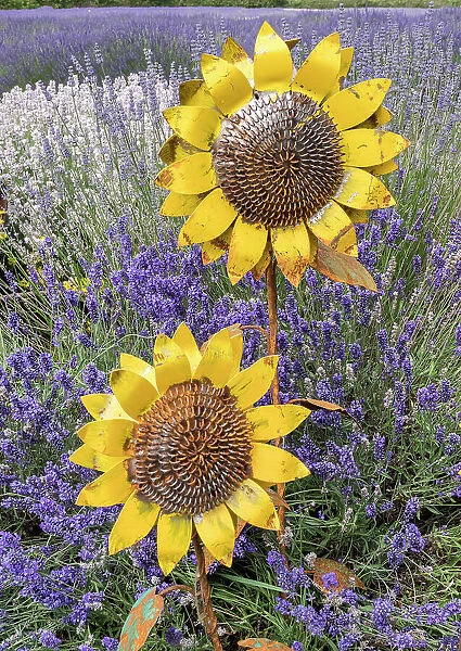 Metal sculptures of sunflowers in a field of blooming lavender in Sequim, Washington State