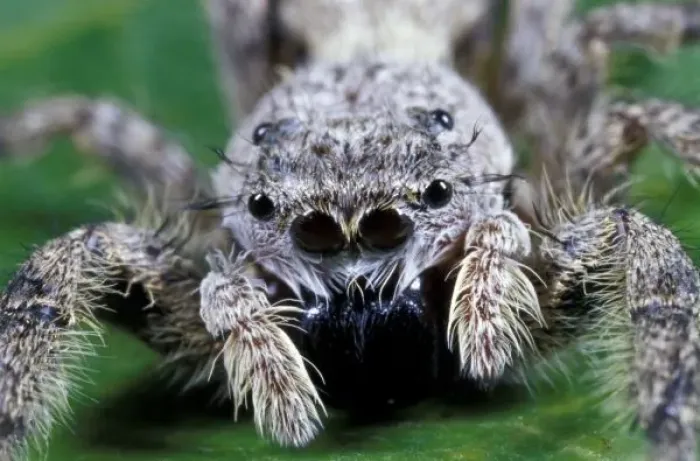 Framed Print : Metaphid Jumping spider (Metaphidippus sp) Framed Print : Metaphid Jumping spider (Metaphidippus sp)