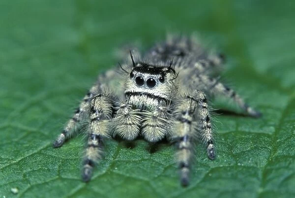 Metaphid Jumping spider (Metaphidippus sp)