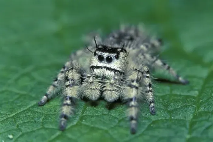 Framed Print : Metaphid Jumping spider (Metaphidippus sp) Framed Print : Metaphid Jumping spider (Metaphidippus sp)