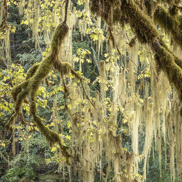 Methuselahs Beard (Usnea longissima) in a Bigleaf Maple tree, Washington