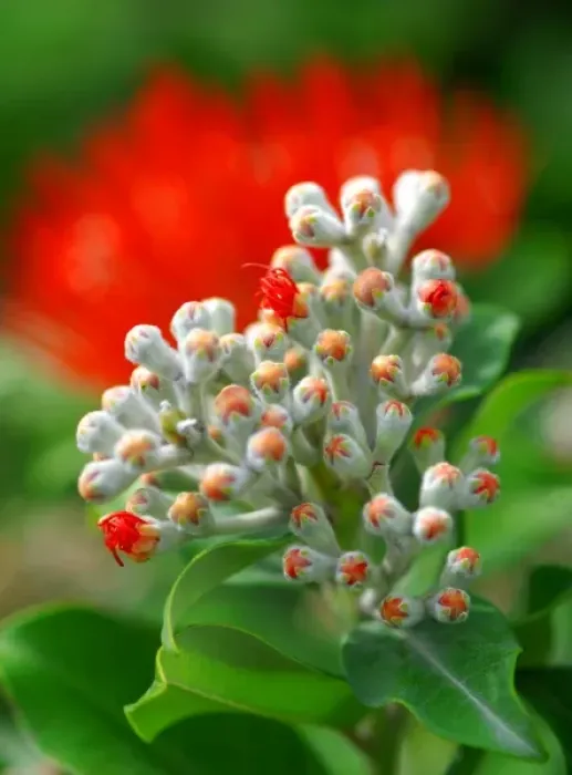 Framed Print : Metrosideros Tomasii. Detail of the flowers Framed Print : Metrosideros Tomasii. Detail of the flowers