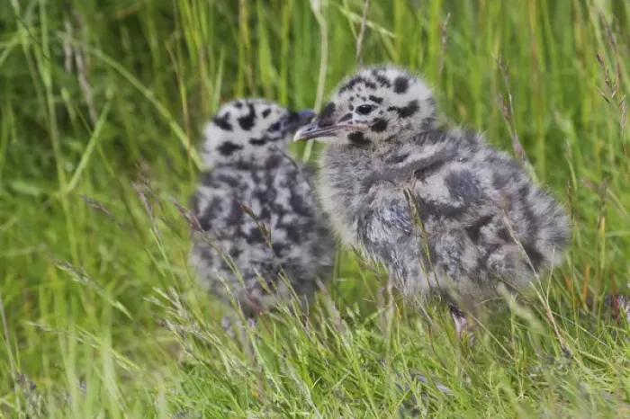 Framed Print : Mew Gull Chicks
