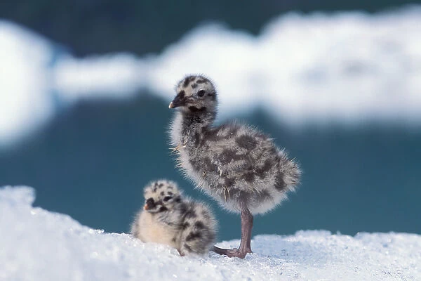 mew gull, Larus canus, chicks sit on ice from Bear Glacier to avoid bugs, Bear Glacier Lake