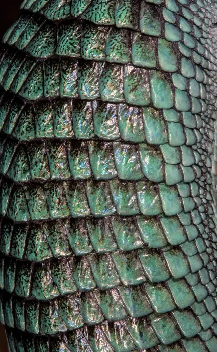 Framed Print : Mexican alligator lizard