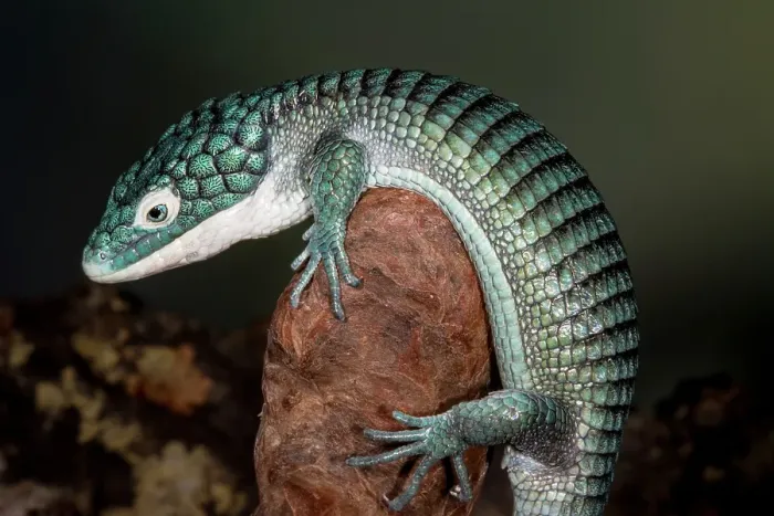 Framed Print : Mexican alligator lizard