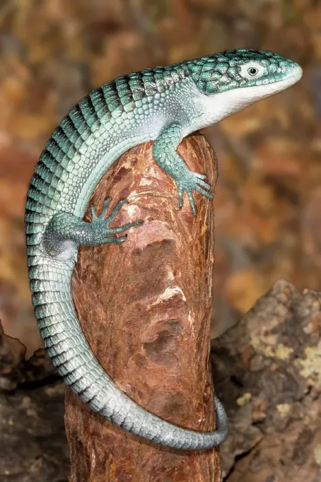 Framed Print : Mexican alligator lizard Framed Print : Mexican alligator lizard