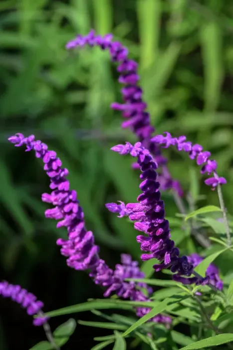 Framed Print : Mexican Bush Sage, Salvia Framed Print : Mexican Bush Sage, Salvia