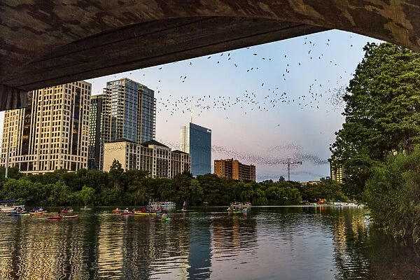 Mexican free tailed bats fly from the Congress Street Bridge at dusk in Austin, Texas