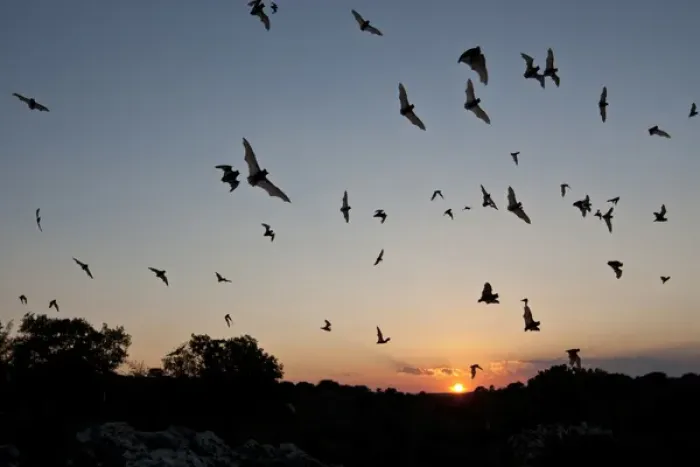 Framed Print : Mexican Free-tailed Bats (Tadarida brasiliensis) nurse colony emerging from Frio Bat Cave at sunset Framed Print : Mexican Free-tailed Bats (Tadarida brasiliensis) nurse colony emerging from Frio Bat Cave at sunset