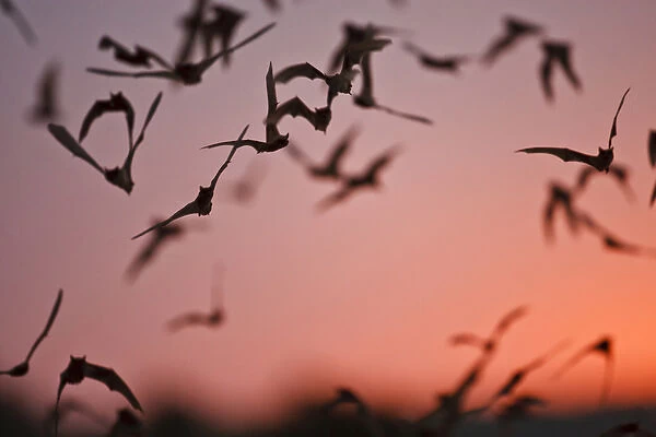 Mexican Free-tailed Bats (Tadarida braziliensis) emerging from Frio Bat Cave, Concan