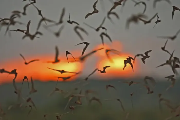 Framed Print : Mexican Free-tailed Bats (Tadarida braziliensis) emerging from Frio Bat Cave, Concan Framed Print : Mexican Free-tailed Bats (Tadarida braziliensis) emerging from Frio Bat Cave, Concan