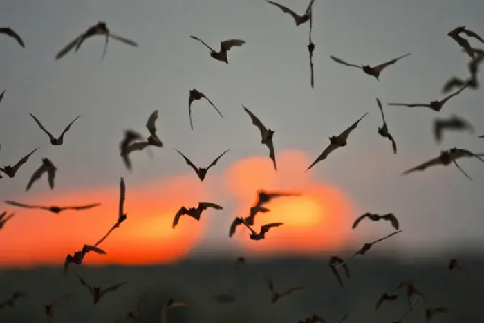 Framed Print : Mexican Free-tailed Bats (Tadarida braziliensis) emerging from Frio Bat Cave, Concan Framed Print : Mexican Free-tailed Bats (Tadarida braziliensis) emerging from Frio Bat Cave, Concan