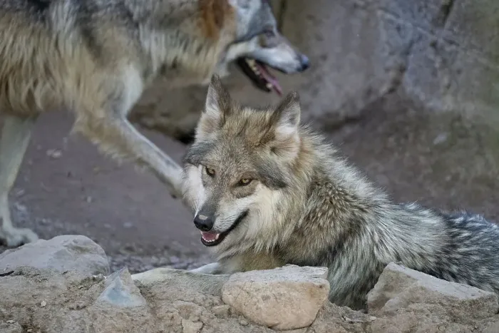 Framed Print : Mexican Gray Wolf goes eye to eye with the photographer Framed Print : Mexican Gray Wolf goes eye to eye with the photographer