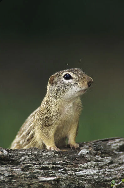 Mexican Ground Squirrel, Spermophilus mexicanus, adult, The Inn at Chachalaca Bend