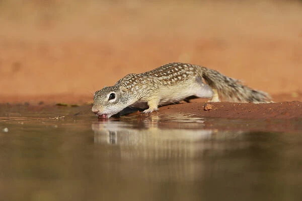 Mexican Ground Squirrel (Spermophilus mexicanus), adult drinking at pond, South Texas