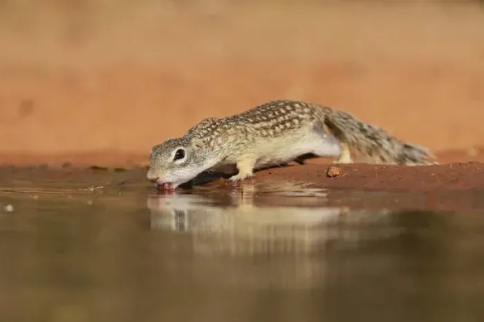 Framed Print : Mexican Ground Squirrel (Spermophilus mexicanus), adult drinking at pond, South Texas