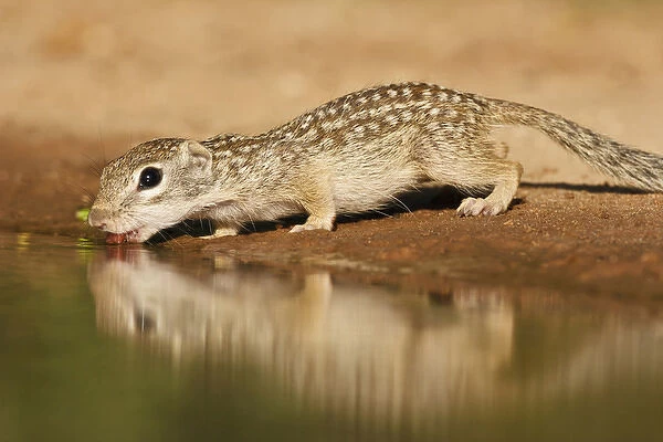 Mexican Ground Squirrel (Spermophilus mexicanus) drinking at a pond in south Texas