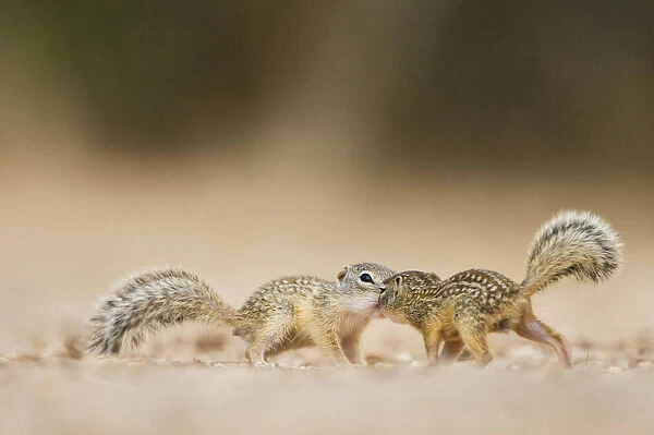 Mexican Ground Squirrel (Spermophilus mexicanus) juveniles chasing  /  playing