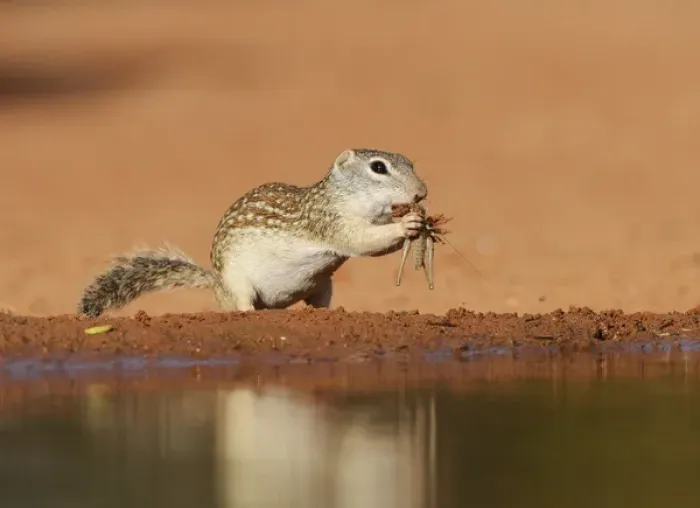Framed Print : Mexican Ground Squirrel (Spermophilus mexicanus), adult eating grasshopper, South Texas