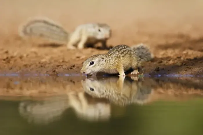 Framed Print : Mexican Ground Squirrel (Spermophilus mexicanus) drinking at a pond in south Texas Framed Print : Mexican Ground Squirrel (Spermophilus mexicanus) drinking at a pond in south Texas