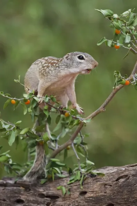 Framed Print : Mexican Ground Squirrel (Spermophilus mexicanus) feeding on granjeno (Celtis pallida)