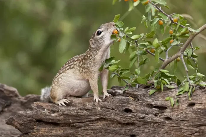 Framed Print : Mexican Ground Squirrel (Spermophilus mexicanus) feeding on granjeno (Celtis pallida)
