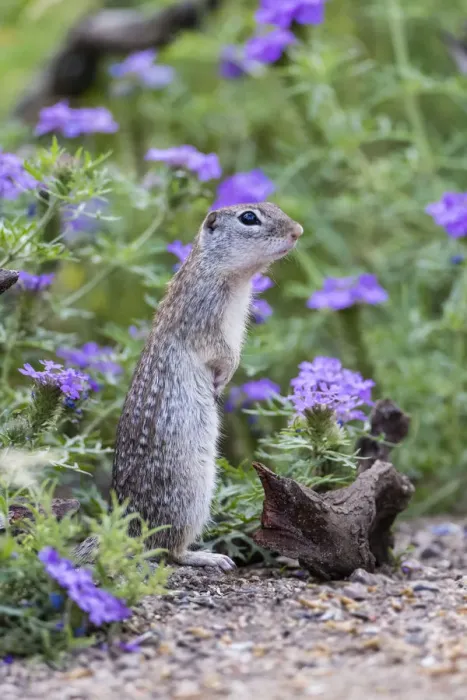 Framed Print : Mexican Groundsquirrel [now Rio Grande Ground Squirre] (Ictidomys parvidens) in