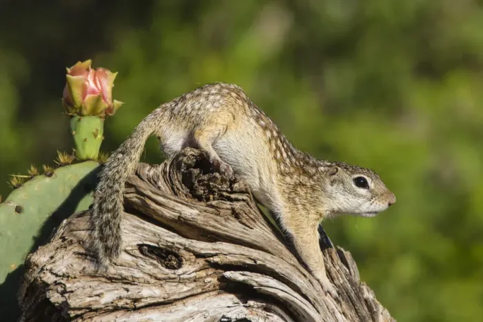 Framed Print : Mexican Groundsquirrel [now Rio Grande Ground Squirre] (Ictidomys parvidens) climbing log