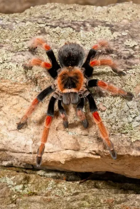 Framed Print : Mexican Painted Leg Tarantula, Brachypelma emelia, Native to Mexico Framed Print : Mexican Painted Leg Tarantula, Brachypelma emelia, Native to Mexico