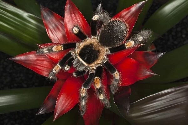 Mexican Red-Kneed Tarantula (Brachypelma smithi), Mexico