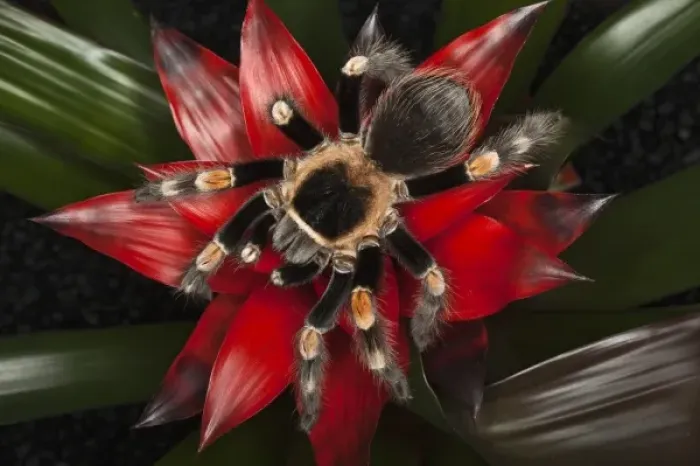 Framed Print : Mexican Red-Kneed Tarantula (Brachypelma smithi), Mexico Framed Print : Mexican Red-Kneed Tarantula (Brachypelma smithi), Mexico