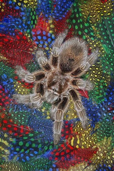Mexican redknee tarantula on colorful feathers