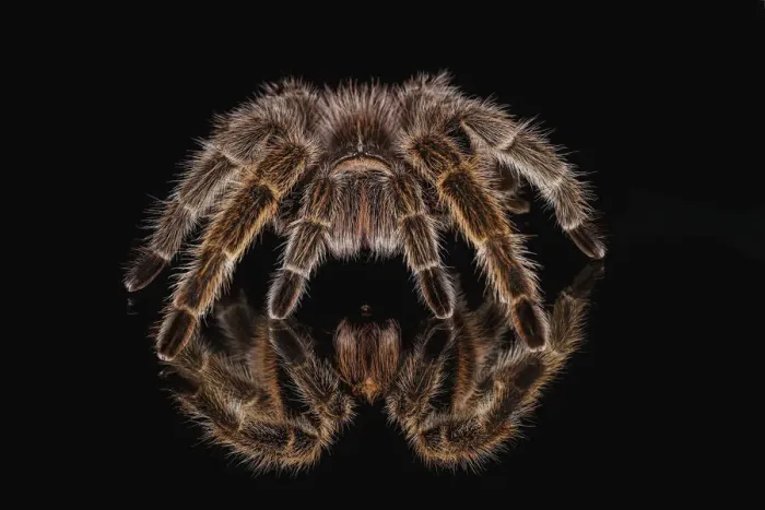 Framed Print : Mexican redknee tarantula reflected on mirror Framed Print : Mexican redknee tarantula reflected on mirror
