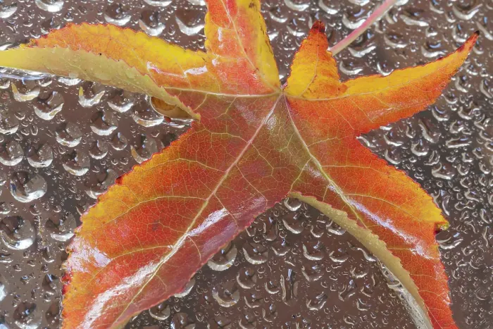 Framed Print : Mexico, Baha California, Tecate. Fall leaf and water drops ©Don Paulson  /  Jaynes Gallery  /  DanitaDelimont.com