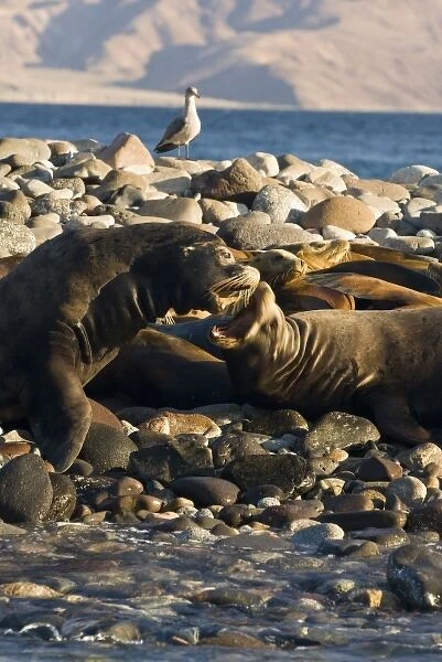 Mexico, Baja California, Bahia de las Animas. Sea Lion island - haul out for California Sea Lions