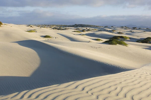 Mexico, Baja California, Isla Magdalena, Magdalena Bay, Sand Dunes