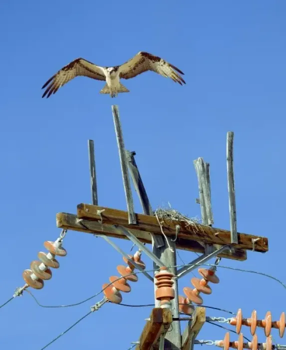Framed Print : Mexico, Baja California, near Bahia Tortugas. Osprey hovering above nest on power pole