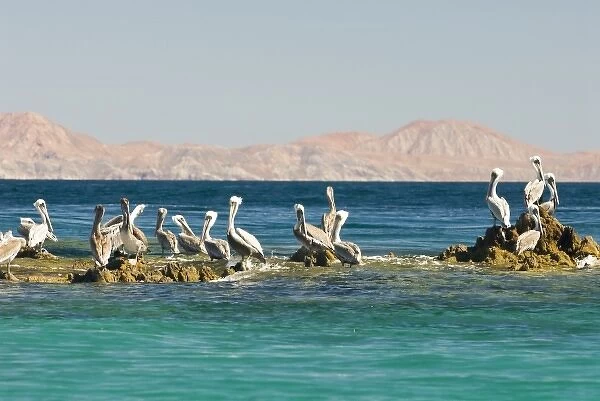 Mexico, Baja California, Sea of Cortez, Bahia de los Angeles. Brown Pelicans (Pelacanus