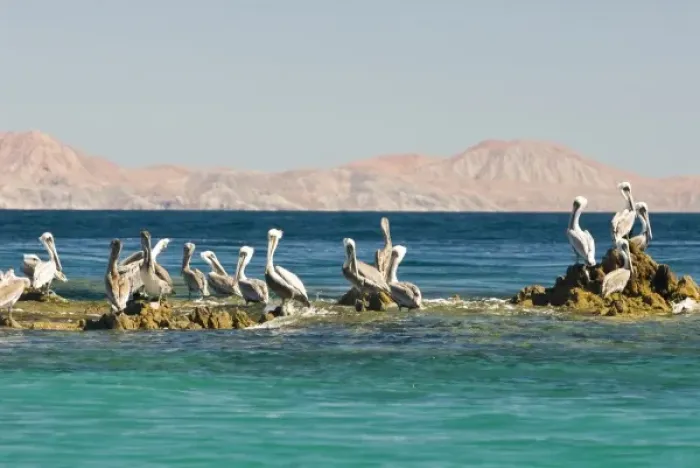 Framed Print : Mexico, Baja California, Sea of Cortez, Bahia de los Angeles. Brown Pelicans (Pelacanus Framed Print : Mexico, Baja California, Sea of Cortez, Bahia de los Angeles. Brown Pelicans (Pelacanus