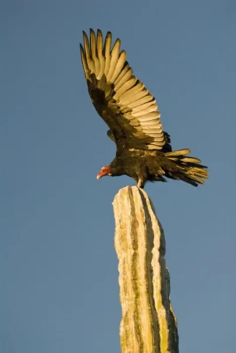 Framed Print : Mexico, Baja California, Sonoran Desert. Classic desert scenic with Turkey Vulture Framed Print : Mexico, Baja California, Sonoran Desert. Classic desert scenic with Turkey Vulture