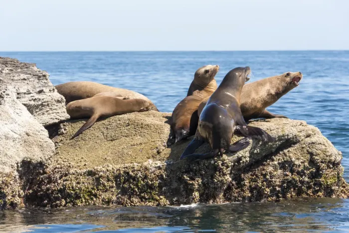 Framed Print : Mexico, Baja California Sur. Isla Coronado California Sea Lion colony haul out called La Lobera Framed Print : Mexico, Baja California Sur. Isla Coronado California Sea Lion colony haul out called La Lobera