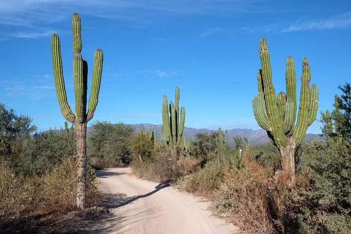 Framed Print : Mexico, Baja California Sur. La Ventana, trail through the cardon cactus forest